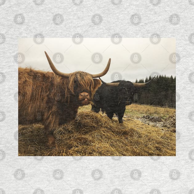 Scottish Highland Cattle Cow and Bull 2169 by SaarelaHighland